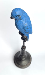 Ornithology Avairy Perroquet Royale